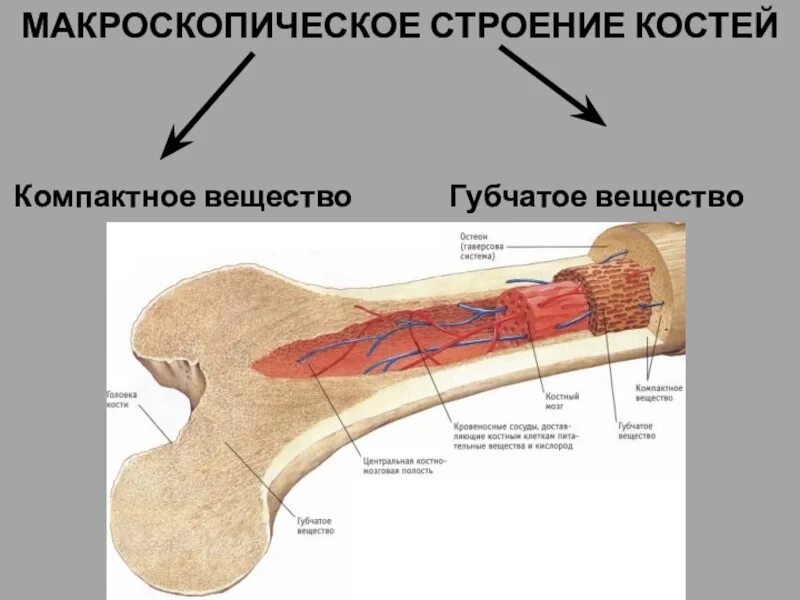 Какую функцию выполняет компактное вещество. Строение компактного и губчатого вещества кости. Строение костей губчатое и компактное вещество. Губчатое вещество и компактное вещество. Структура кости компактное и губчатое вещество.