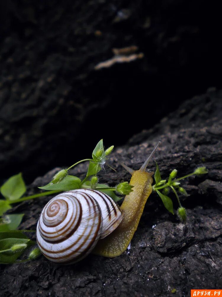 улитка биомфолария. улитка priotrohatella stellata. улитка альба пикта. брюхоногие моллюски виноградная улитка. полосатая виноградная улитка.