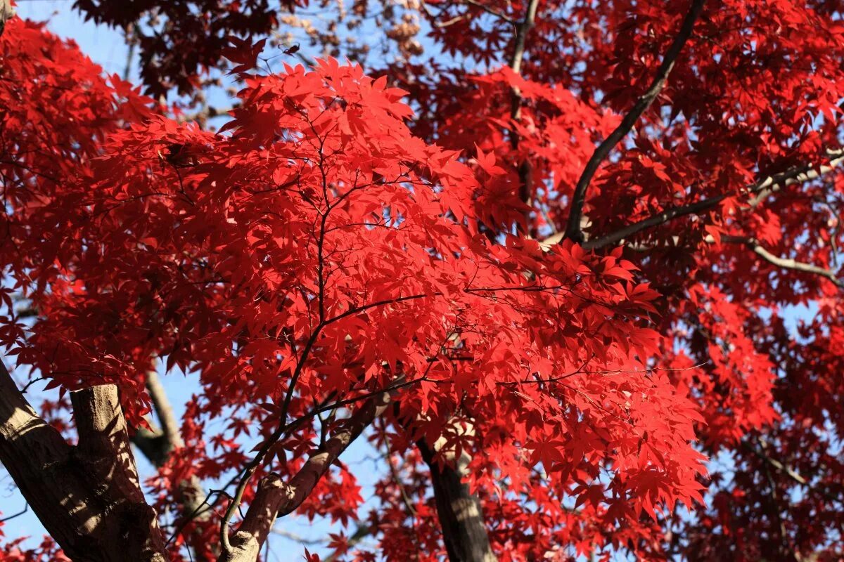 Дерево с красными листьями название. Клен канадский остролистный красный. Клен красный ред Сансет. Клён канадский краснолистный. Дуб канадский краснолистный.