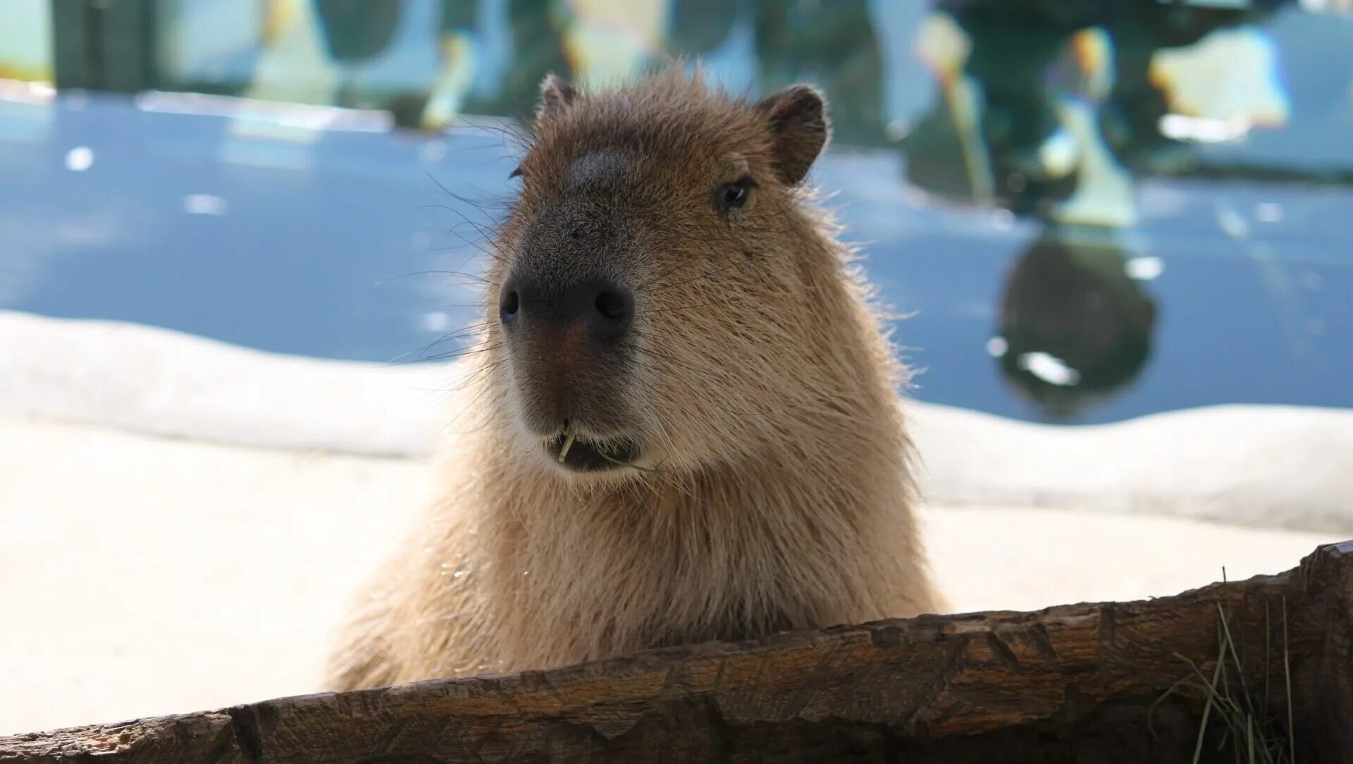 вомбат и капибара. черная капибара. капибара. карликовая капибара. капибара малыш.