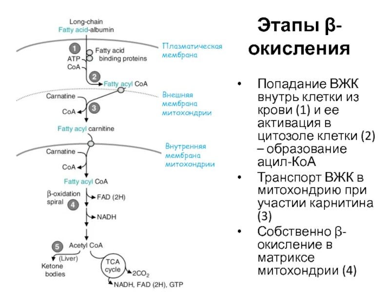 Вжк сочи. Транспорт жирных кислот в митохондрии. . Β — окисление ВЖК В митохондриях клеток. Образование ацил КОА из ВЖК. Транспорт ацил КОА В митохондрию.