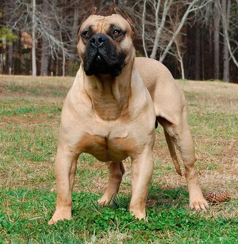 Южно-африкснский бурбуль. Бур бур собака. Южноафриканский бурбуль. Южноафриканский бурбуль южноафриканский бурбуль. Бур бур собака.