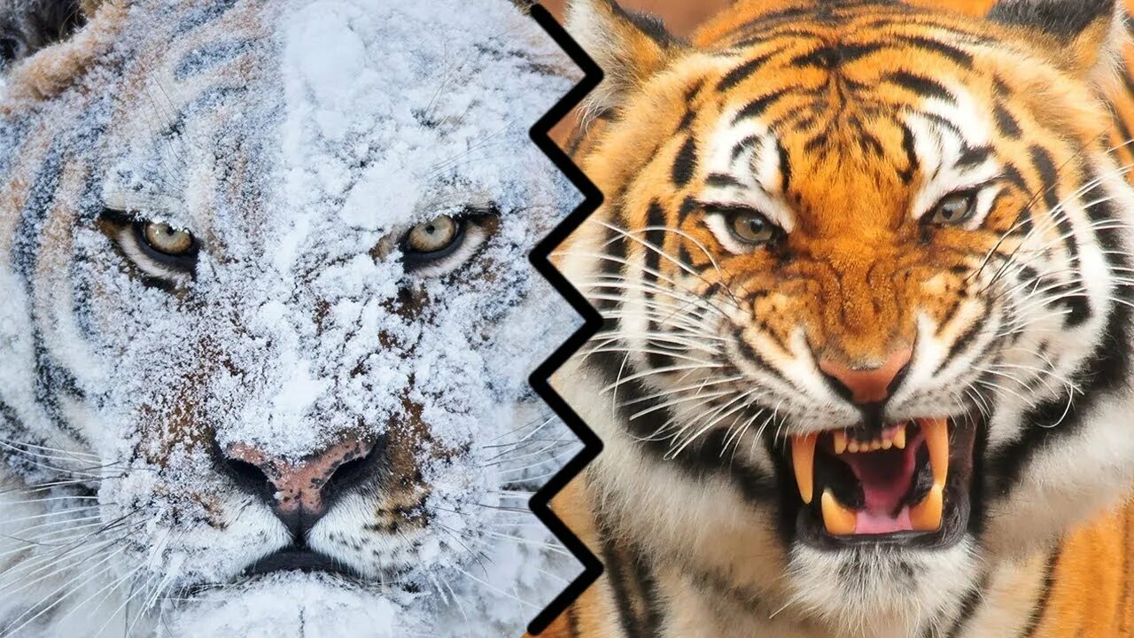 Амурский тигр против. Амурский тигр против Волков. Волк против тигра. Тигр против волка.