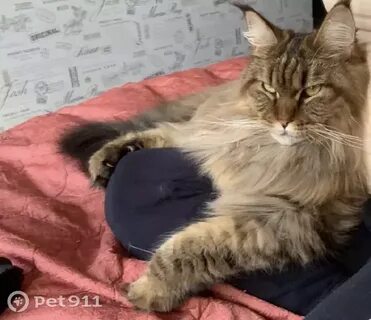 Найден кун