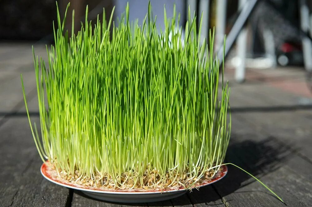 Ячмень микрозелень. Микрозелень пшеница. Микрозелень овес. Микрозелень пшеницы витграсс. Витграсс хлорофилл.