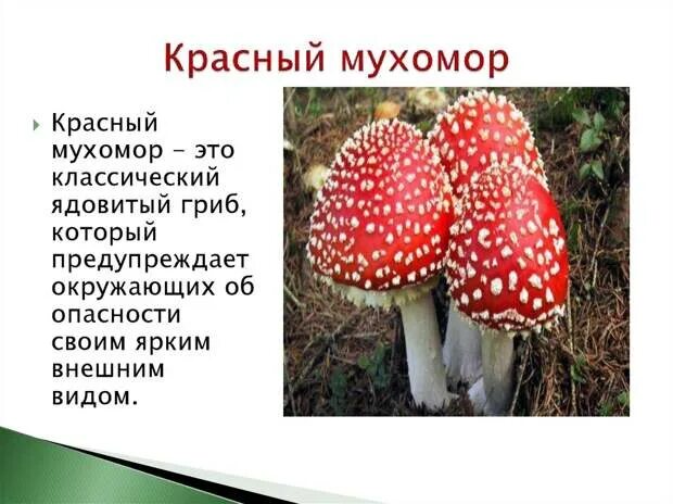 Презентация для начальных классов "Красная книга России. Редкие виды грибов"