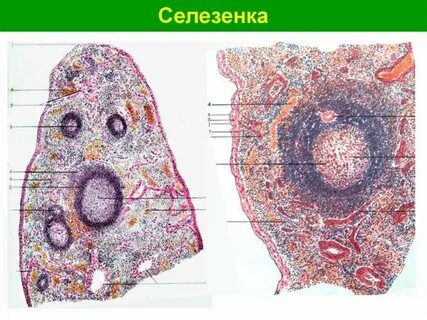 Селезенка препарат