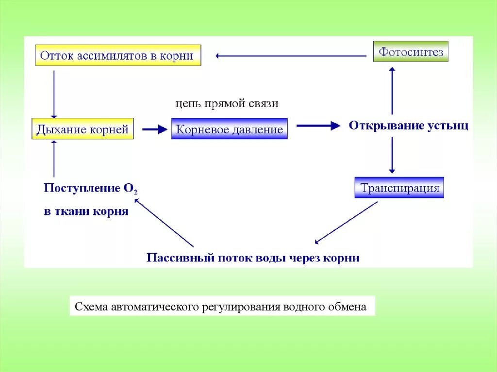 Водный обмен схема. Нарушение водного обмена схема. Водный обмен растений. Водный обмен растений физиология растений. Минеральное питание фотосинтез дыхание