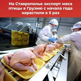 Куриные работа