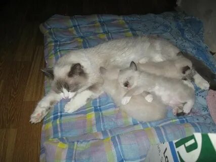 В каком возрасте котята начинают