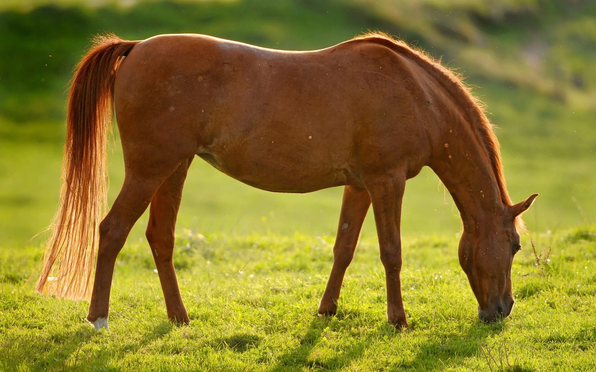 A horse is an animal. Кливлендская гнедая. Светло-Каштановая рыжеватая масть лошадей. Абиссинская порода лошадей. Коричневая лошадь.