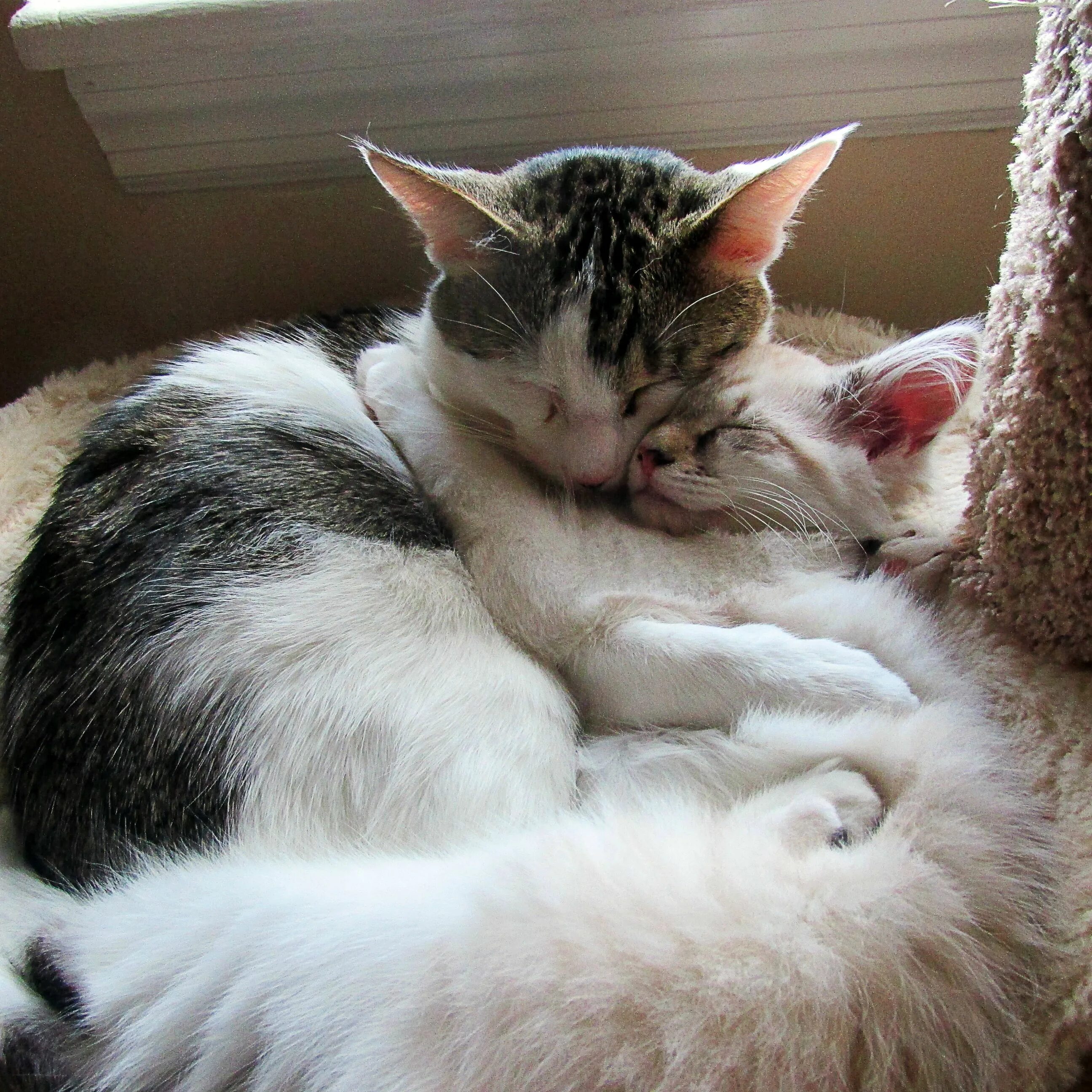 Котики обнимаются. Спящие котята. Кошки обнимашки. Кот обнимает.