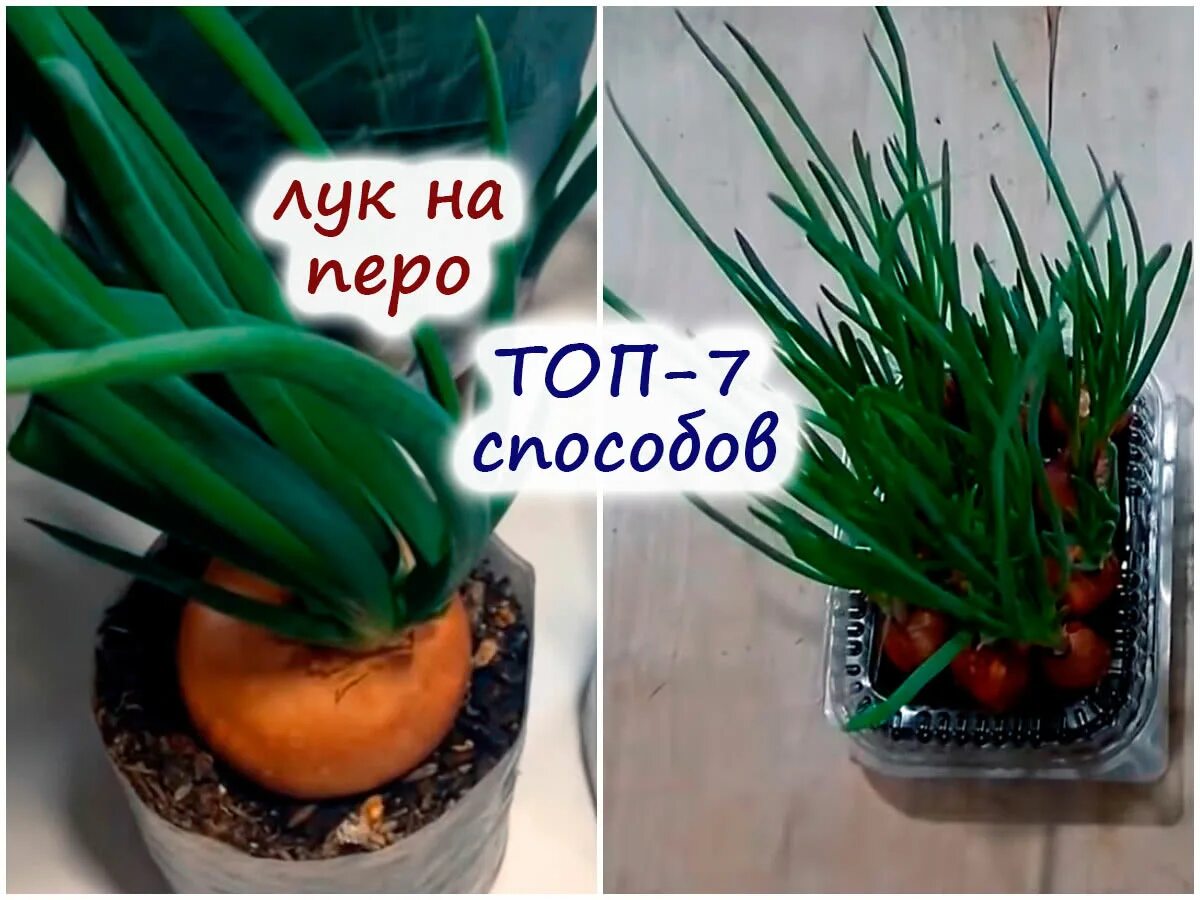 Как сажать лук на зелень под зиму. Съедобные луковицы. выращивать лук в воде показать без зелени. выращивать лук в воде начало без зелени.