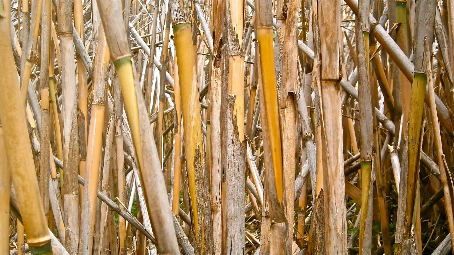 Высоким камышом и сухой. Арундо тростниковый. Камыш рогоз бамбук. Arundo Donax. Бамбук обыкновенный (bambusa vulgaris).