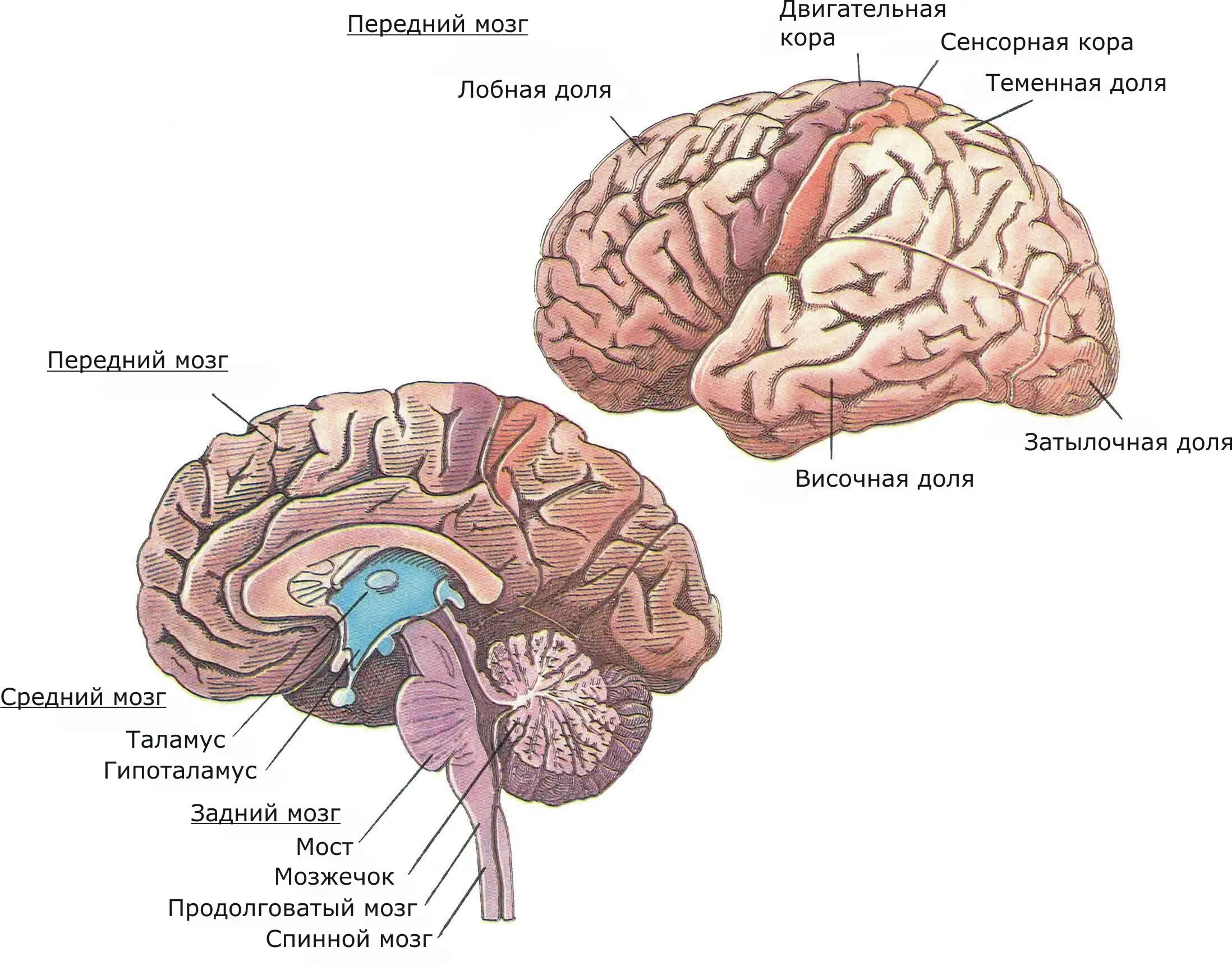 Большое полушарие мозолистое тело мост гипоталамус. Отделы мозга анатомия. Структура головного мозга человека. Строение человеческого головного мозга. Схема устройства центральной части мозга.