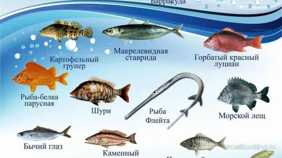 Морская рыба это какая. Рыбы морские и Пресноводные. Морская рыба названия. Перечень морских рыб. Морские рыбы для детей с названиями.