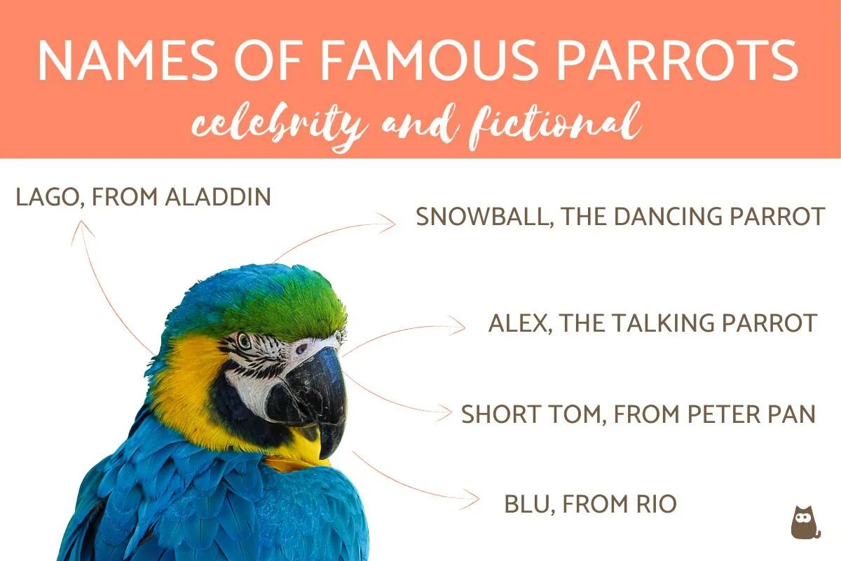 Parrots names. Parrot names. Famous Parrot. Parrot как читается. Name for Parrot.