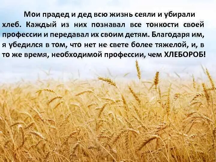 Хлеб убирают. Как убирают хлеб доклад. Как сейчас убирают хлеб. Как убирают хлеб 2 класс.