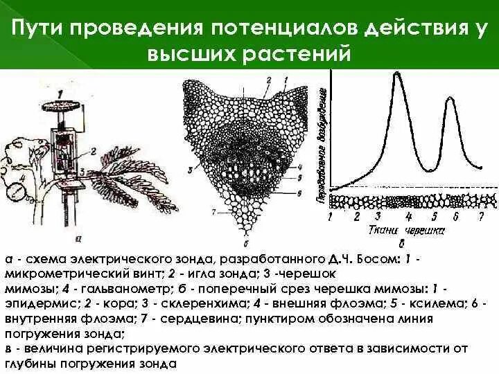 Потенциальное растение. Системы регуляции растений. Регуляция у растений. Электрофизиологическая регуляция у растений. Потенциал действия у растений.