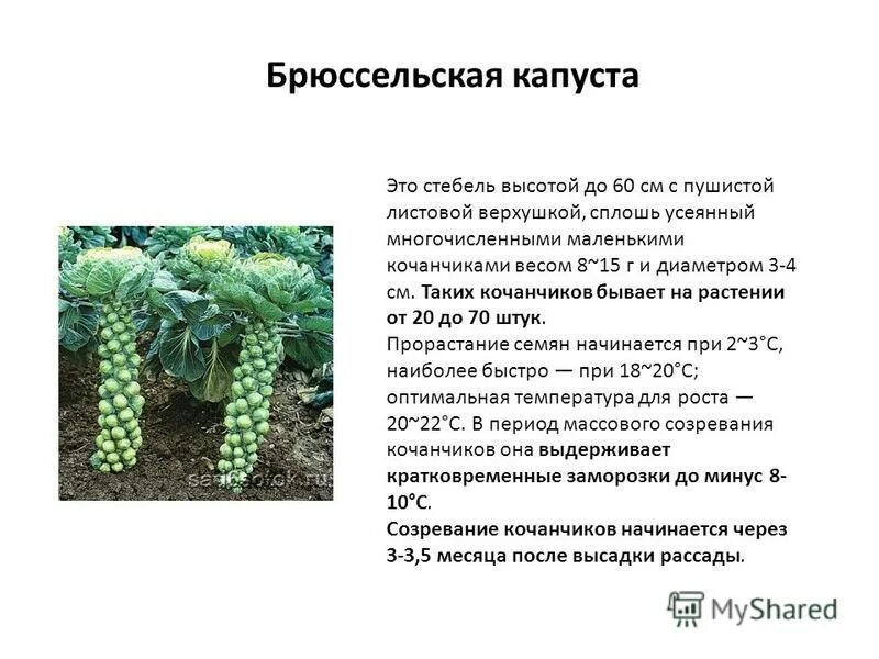 На каком расстоянии сажать брюссельскую капусту. Брюссельская капуста схема посадки. брюссельская капуста строение. брюссельская капуста описание. как сажать брюссельскую капусту в открытый грунт.