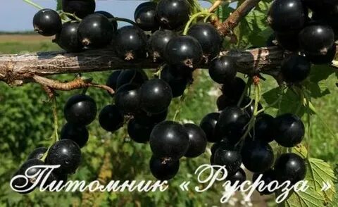 Смородина экзотика описание отзывы