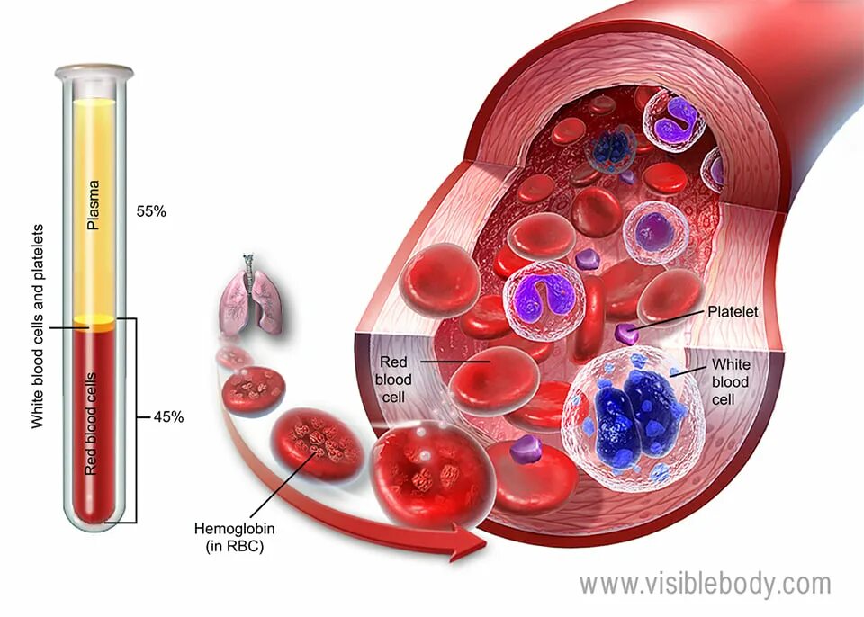 Клетки крови. Эритроциты в крови. Blood Cells эритроциты. Blood Composition. Витамины в плазме крови