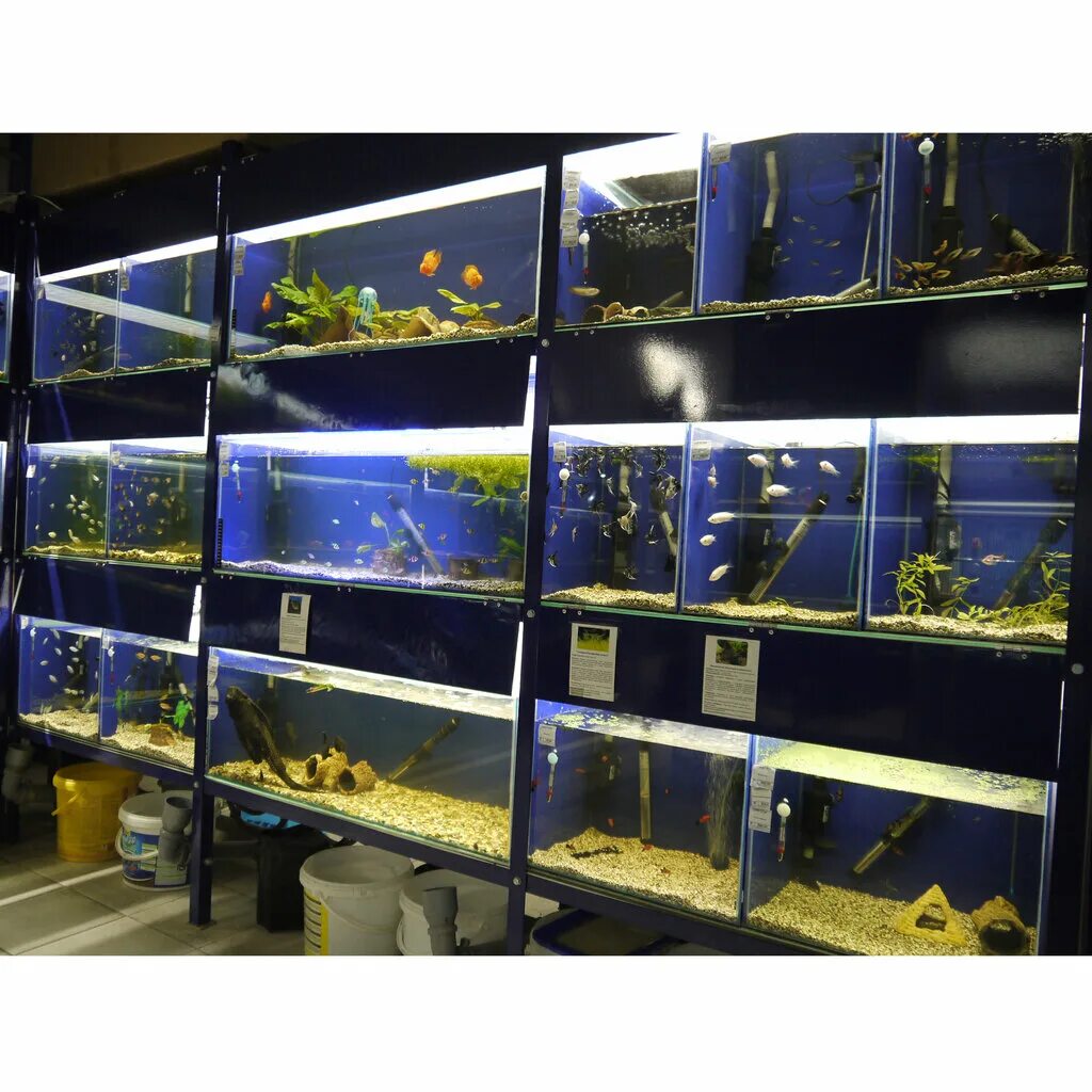 Аквариум трапеция. Аквариум 30 литров трапеция. Аквариумная витрина для зоомагазина. Магазин аквариумных товаров воронеж. Аквариумная витрина для зоомагазина.