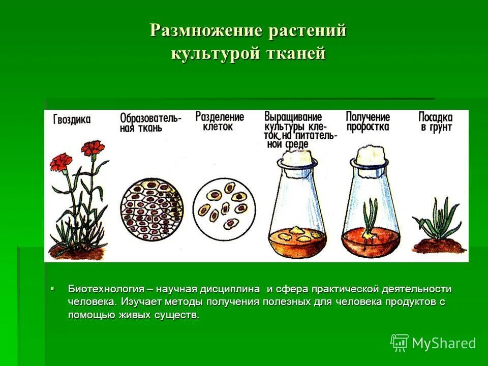 Какая наука изучает процесс размножения растений. Культура тканей вегетативное размножение. Размножение культурой ткани бесполое. Культура тканей вегетативное размножение примеры. Размножение растений методом культуры тканей.