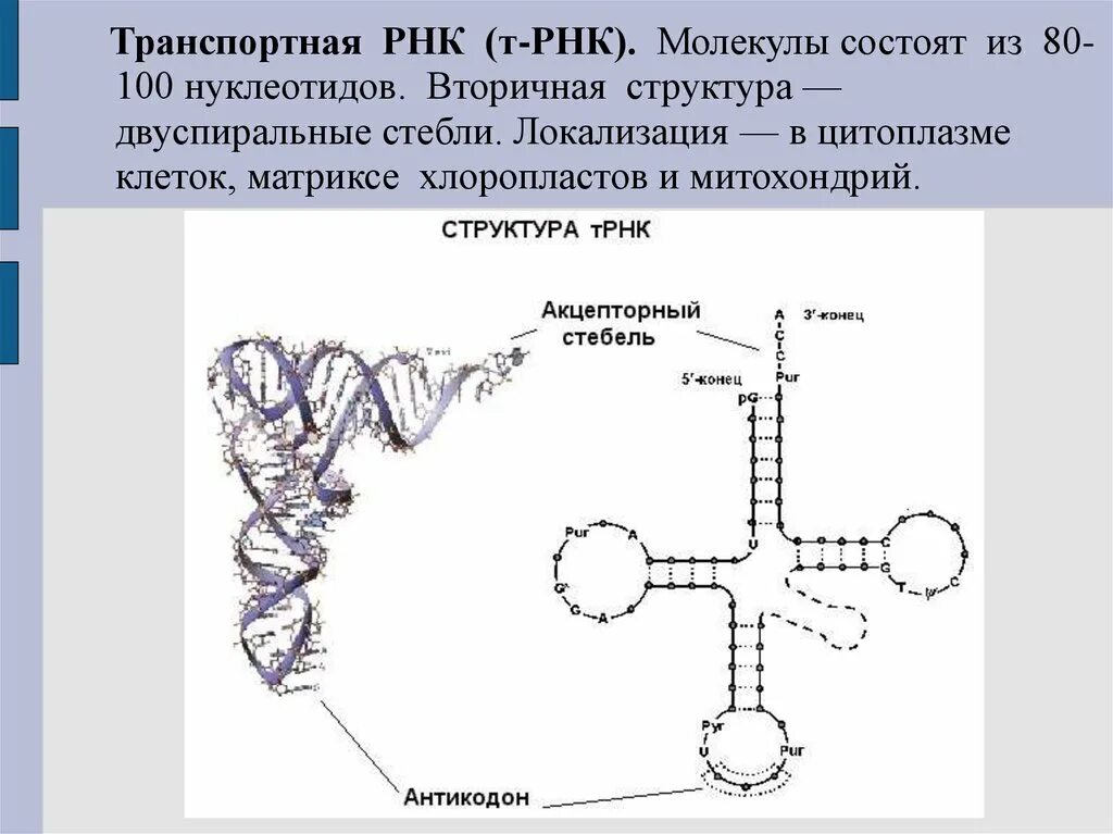 Вторичная структура молекулы ТРНК. Схема строения молекулы ТРНК. Структура транспортной РНК. Транспортная РНК двухцепочечная. Рисунок молекулы рнк