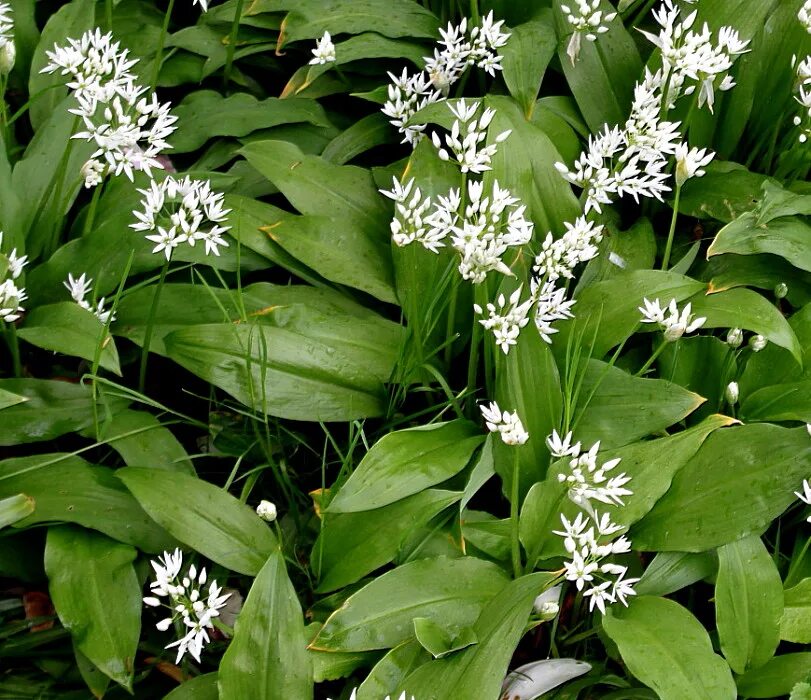 Черемша (медвежий лук). Черемша лесная. Лук медвежий (allium ursinum). Черемша садовая. Черемша медвежий.