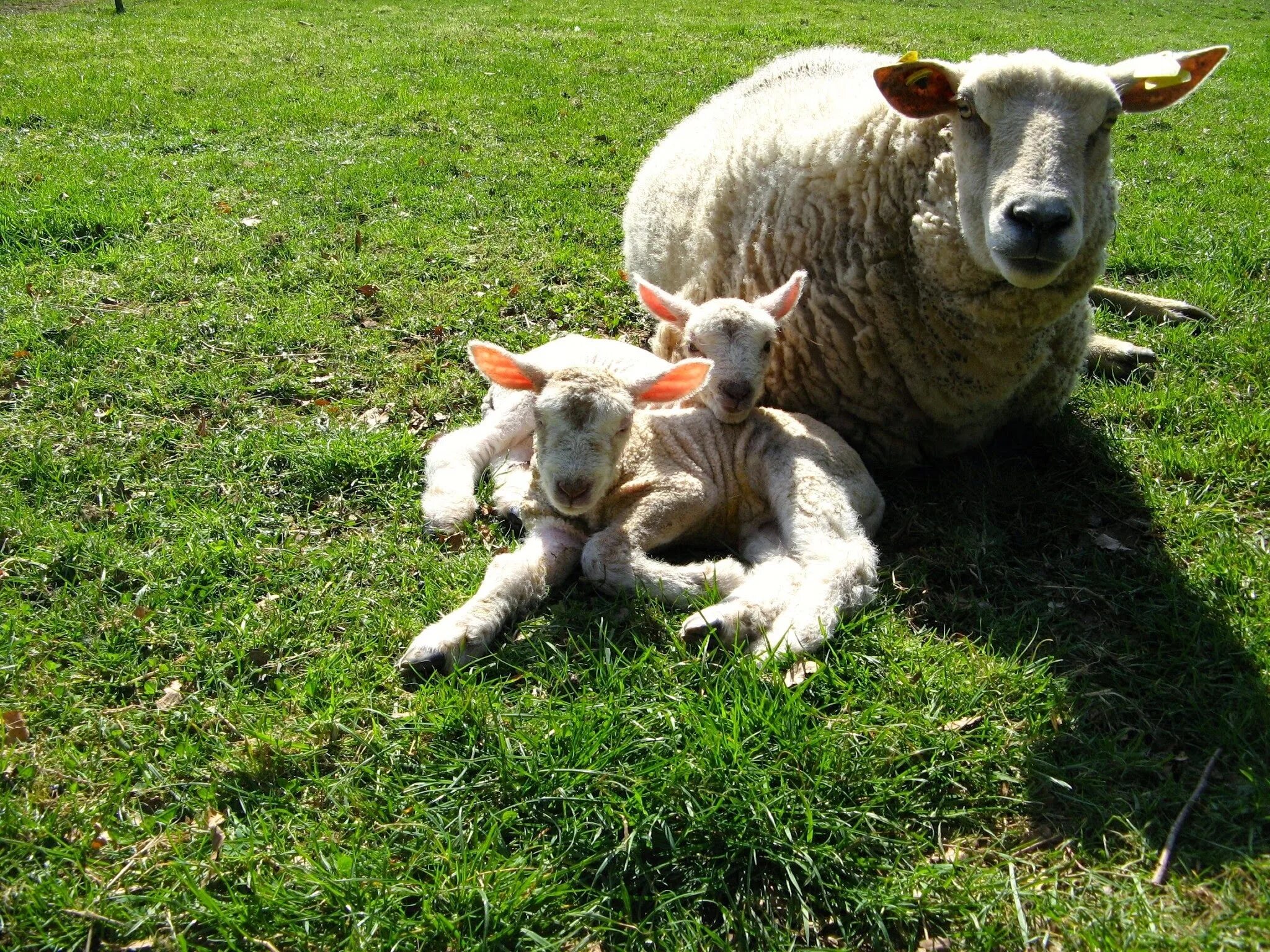 Недельный ягненок. Баран, овца, ягненок группа. Овечка с ягненком. Овца с ягненком. Овечка и коза.