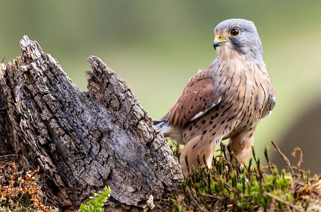 Common animal. Сокол пустельга обыкновенная. Степная пустельга, птица зелень. Природа, животные, птицы, Сокол. Птичка краснопёлка.