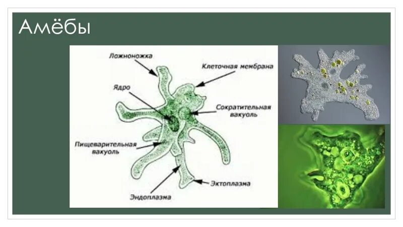 Амеба систематика. Амёба обыкновенная протисты. Амёба обыкновенная строение рисунок. Строение амебы обыкновенной. Строение клетки амебы обыкновенной.