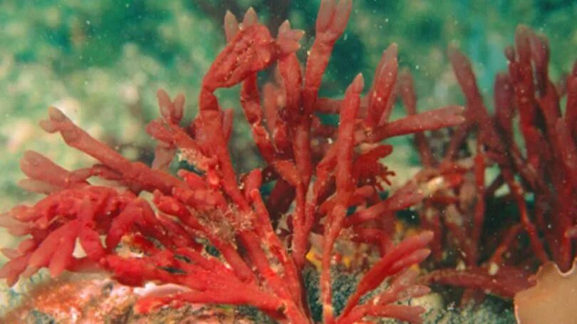 Astaxanthin ส า ห ร า ย แ ด ง แ อ ส ต า แ ซ น ธ น ค อ อ ะ ไ ร ม ป