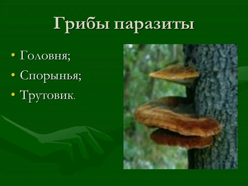 Сообщение на тему грибы паразиты. Грибы спорынья Головня трутовик. Головня спорынья трутовик. Трутовик гриб паразит. Грибы паразиты Головня спорынья трутовики.