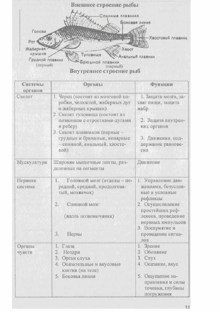 Таблица система органов рыб характеристика и функции. Таблица внутреннее строение рыб биология 7. Внутреннее строение рыбы таблица система органов строение и функции. Система органов рыб таблица биология 7 класс. Биология 7 класс параграф рыбы