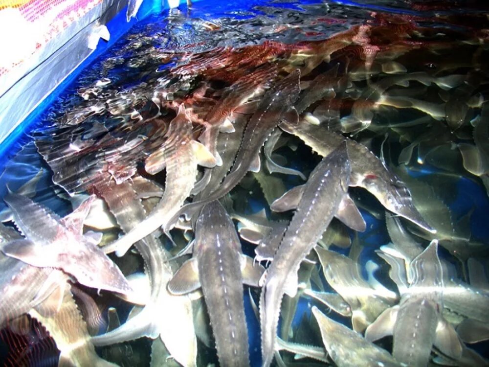 Какую рыбу р. Стерлядь искусственно выращенная. Схема фермы узв. Ферма осетровых бестер рыб. Надкласс рыбы.