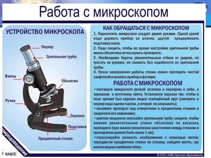 Строение микроскопа и функции его частей. Работа с микроскопом. Последовательность работы с микроскопом. Принцип работы микроскопа. Вывод работы с микроскопом.