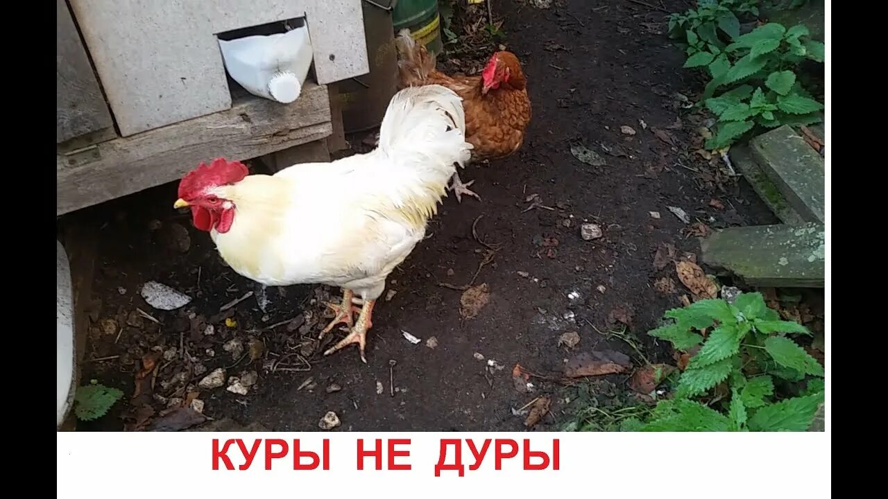 Смешные куры. Картинки прикольные для детей. Дурак курица. Кормушка бункерная птичий дворик 10кг. Куры не дуры.