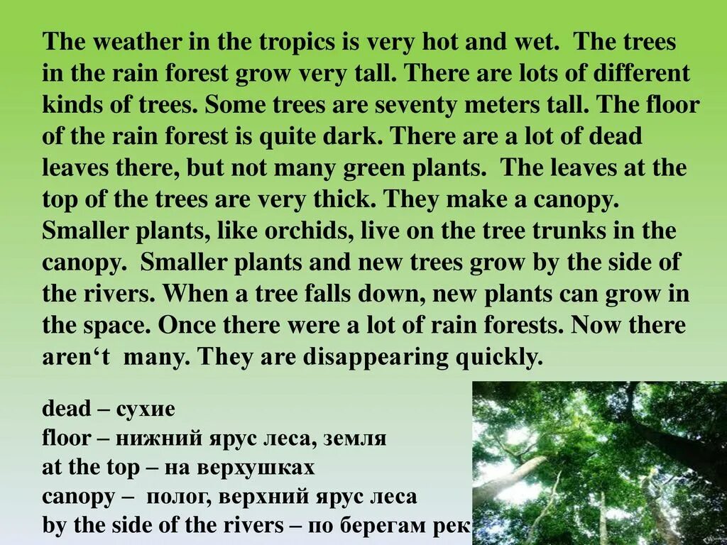 Текст на английском. Текст про природу на английском. Лес на английском языке. Текст на английском про лес. Природа английский 6 класс