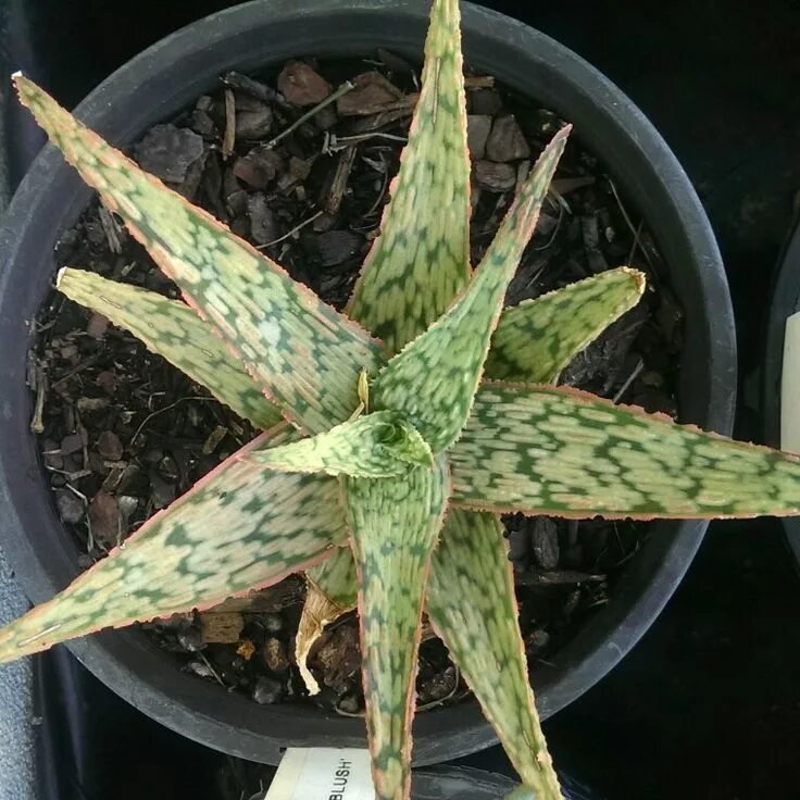 Розовый алоэ. Алоэ Пинк Блаш. Алоэ Pink blush. Aloe rauhii ('Pink blush'). Алоэ CV Pink blush.