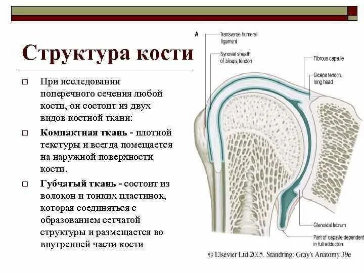 Из каких тканей состоит кость. Строение костей как органа. строение трубчатой кости на поперечном сечении. строение кости как органа кратко. из каких тканей состоит кость как орган.