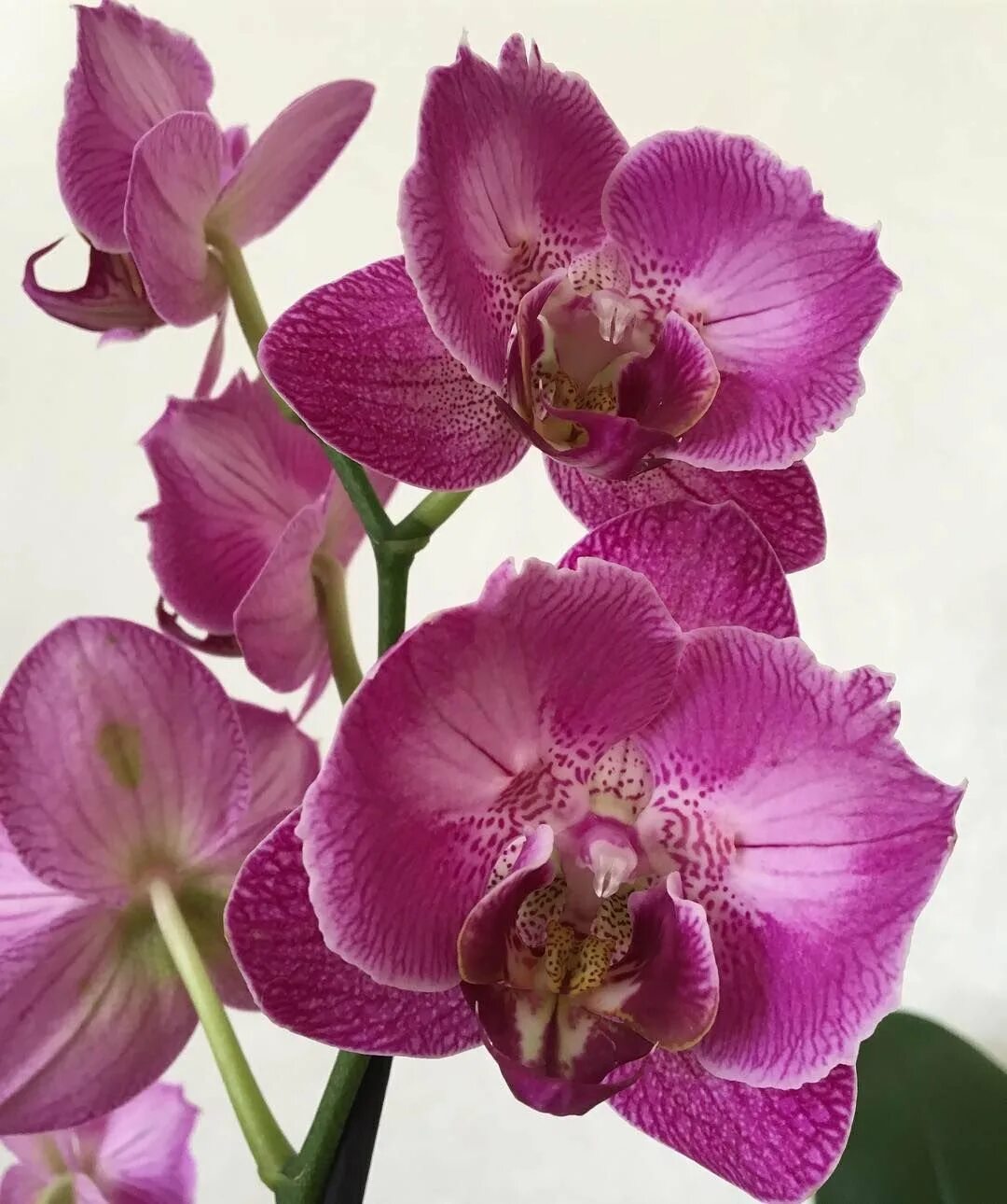 Орхидея phalaenopsis carmen. Герлен орхидея империал. Фаленопсис немезис. Крем черная орхидея. Orchidee imperiale от guerlain набор.
