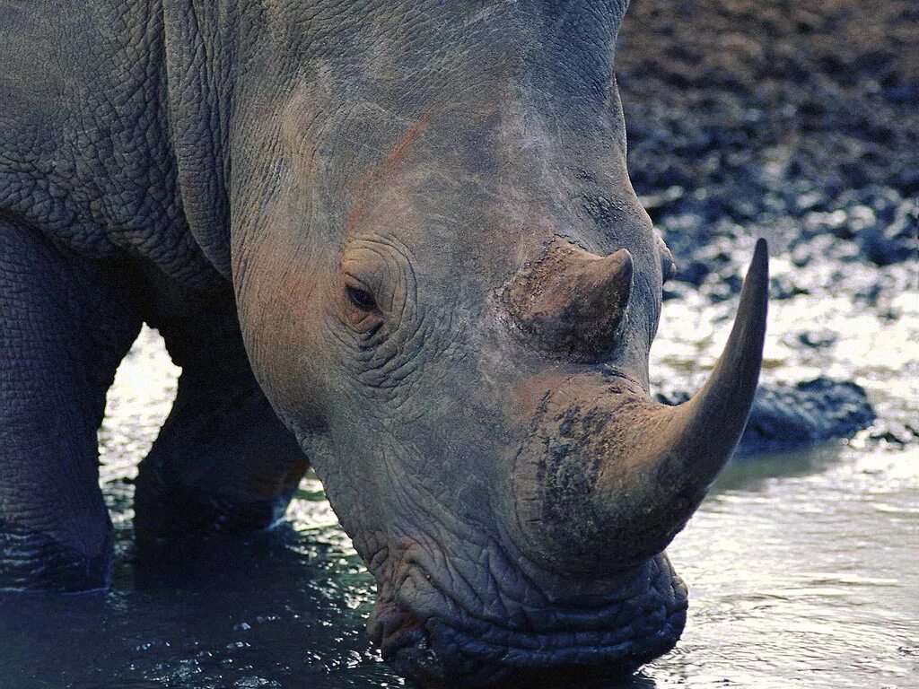 носорог в природе. бегемот гиппопотам слон носорог и крокодил. бегемот носорог жираф. слон жираф носорог. тигр носорог слон бегемот.