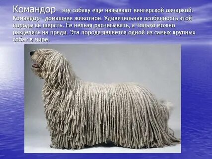 Характеристика шерсти собаки