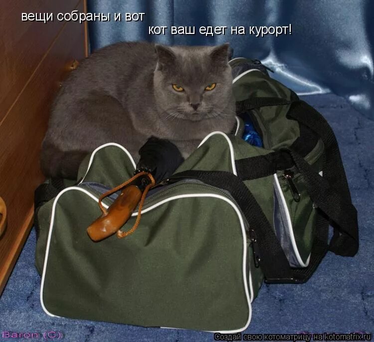 кот собирает вещи. кот собирает вещи. котик с чемоданом. сумка кот. кот собирает вещи.