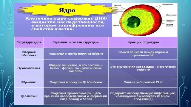 Ядро содержит наследственную информацию. За что отвечает ядро. Строение клетки с функциями наследственности. Участие в делении клеточного ядра.