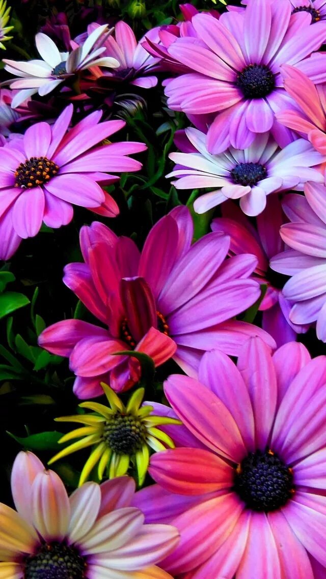 Заставки на телефон вертикальные цветы. Красивые цветочки. Разнообразные цветы. Яркие цветы. Разные цветочки.