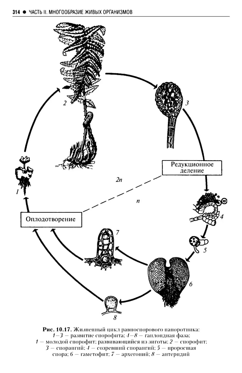 Жизненный цикл равноспорового папоротника. Жизненный цикл равноспорового папоротника схема. Жизненный цикл равноспорового папоротника мужского. Цикл воспроизведения разноспоровых папоротников.