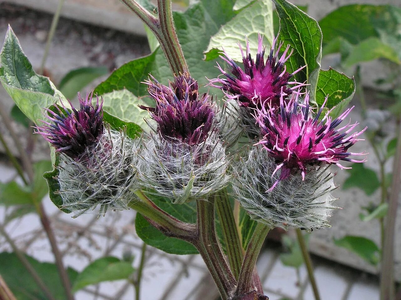 Лопух почему. Arctium tomentosum. Лопух паутинистый (Arctium tomentosum). Репейник обыкновенный. Лопух войлочный, репейник.